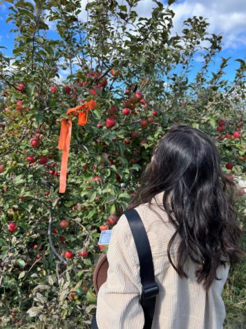 Alumnus Elena Guerra 20 looking for the best apples to pick.