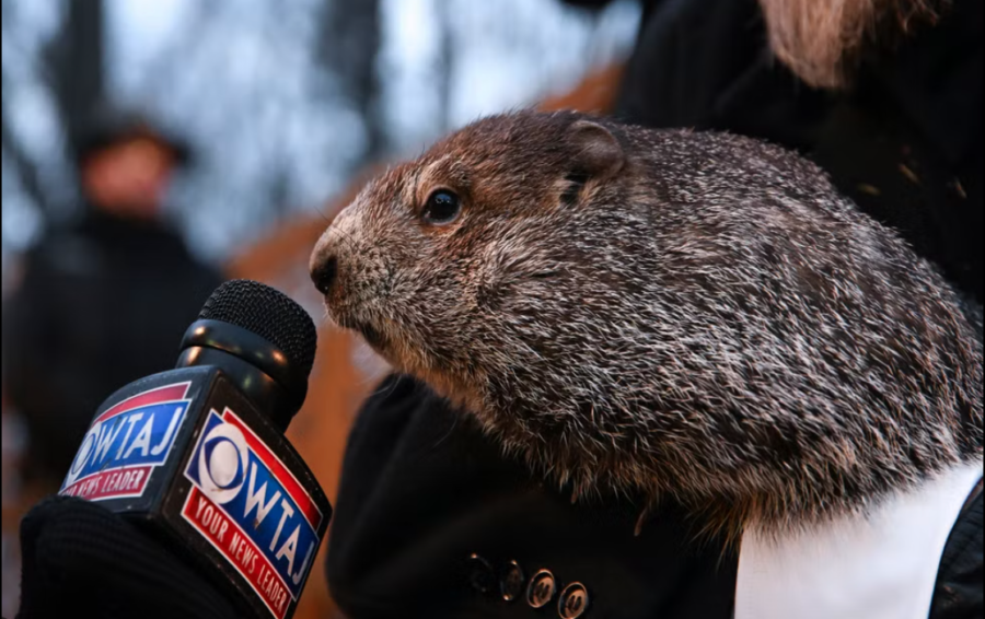 Punxsutawney+Phil+getting+interviewed+after+his+prediction.